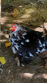 Gallina