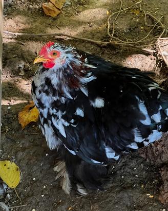 Gallina