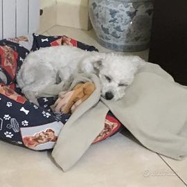 Moglie per maltese maschio