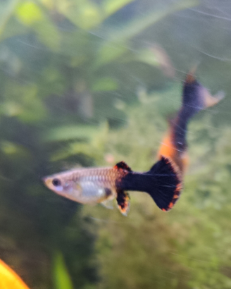 Guppy