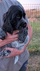 cocker spaniel inglese blu roano 