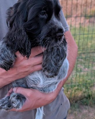 cocker spaniel inglese blu roano 