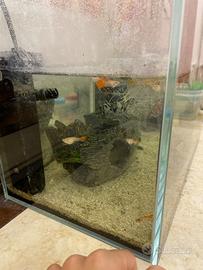 Guppy Albino Red Platinum (Coppie) sani