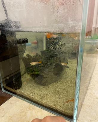 Guppy Albino Red Platinum (Coppie) sani