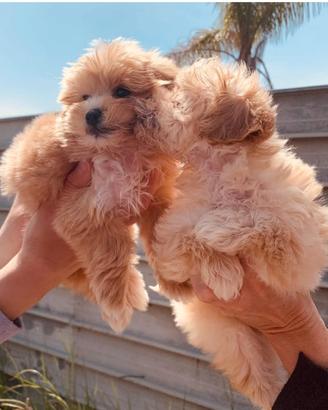 Cuccioli di Maltipoo