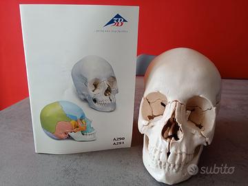 cranio scomponibile in 22 parti