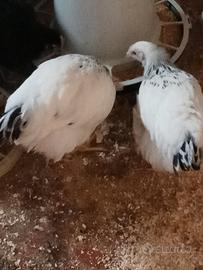 Pulcini e pulcinotti di, amarok