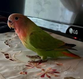 Pulli inseparabili da allevare a mano