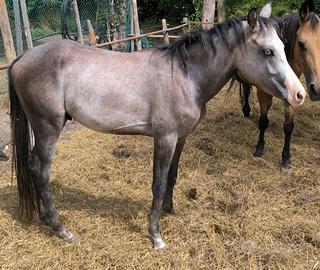 Puledro 2 Anni (Avelignese x Paint Horse) 