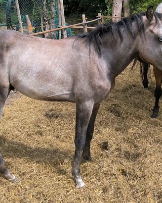 Puledro 2 Anni (Avelignese x Paint Horse) 