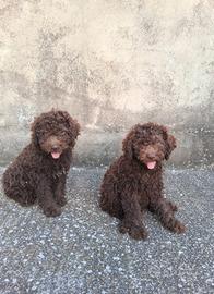 Cucciole Lagotto Romagnolo