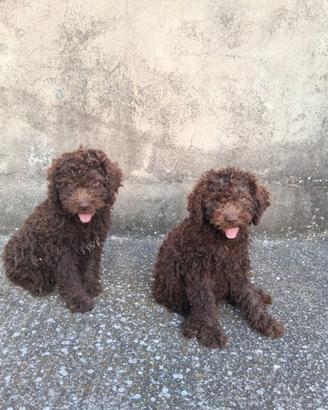 Cucciole Lagotto Romagnolo