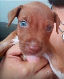 Pittbull