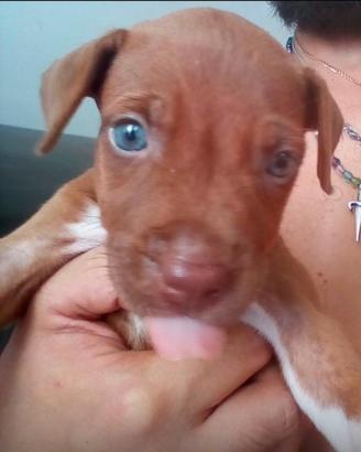 Pittbull