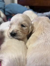 Cuccioli femmine e maschi Golden Retriever Inglese