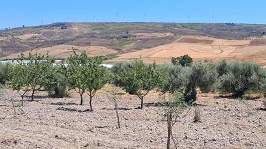 Terreno con ulivi e mandorli contrada Burraitotto
