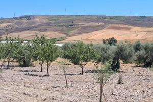 Terreno con ulivi e mandorli contrada Burraitotto