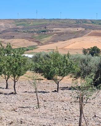 Terreno con ulivi e mandorli contrada Burraitotto