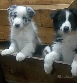 Cuccioli di Border Collie