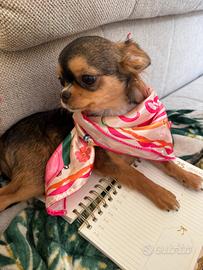 Chihuahua super mini cucciola con pedigree ENCI
