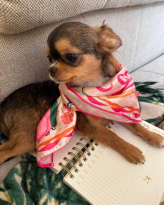 Chihuahua super mini cucciola con pedigree ENCI