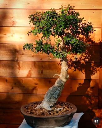 Bonsai bosso