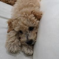 Cucciolo barboncino nano