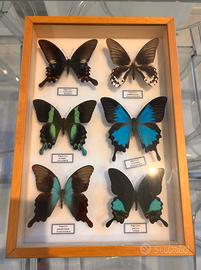 4 Bacheche Entomologiche di Farfalle Rari Generi