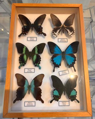 4 Bacheche Entomologiche di Farfalle Rari Generi