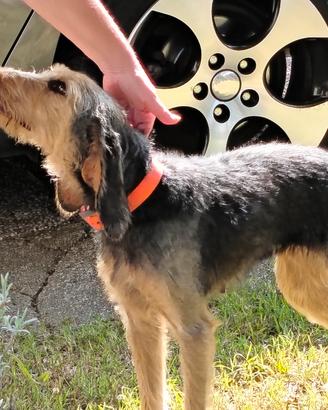 cane da caccia 