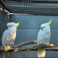 Coppia cacatua Galerita Eleonora