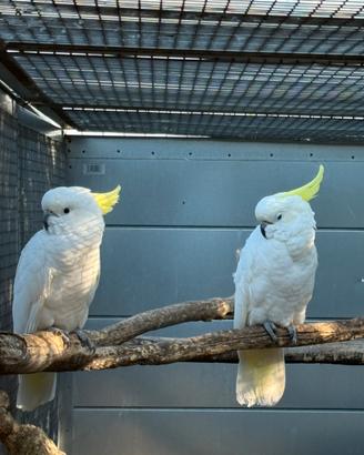 Coppia cacatua Galerita Eleonora