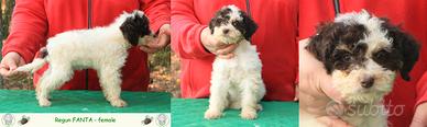 Lagotto romagnolo - cuccioli femmine