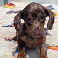 Bassotto cuccioli
