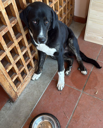 Cucciolo Incrocio