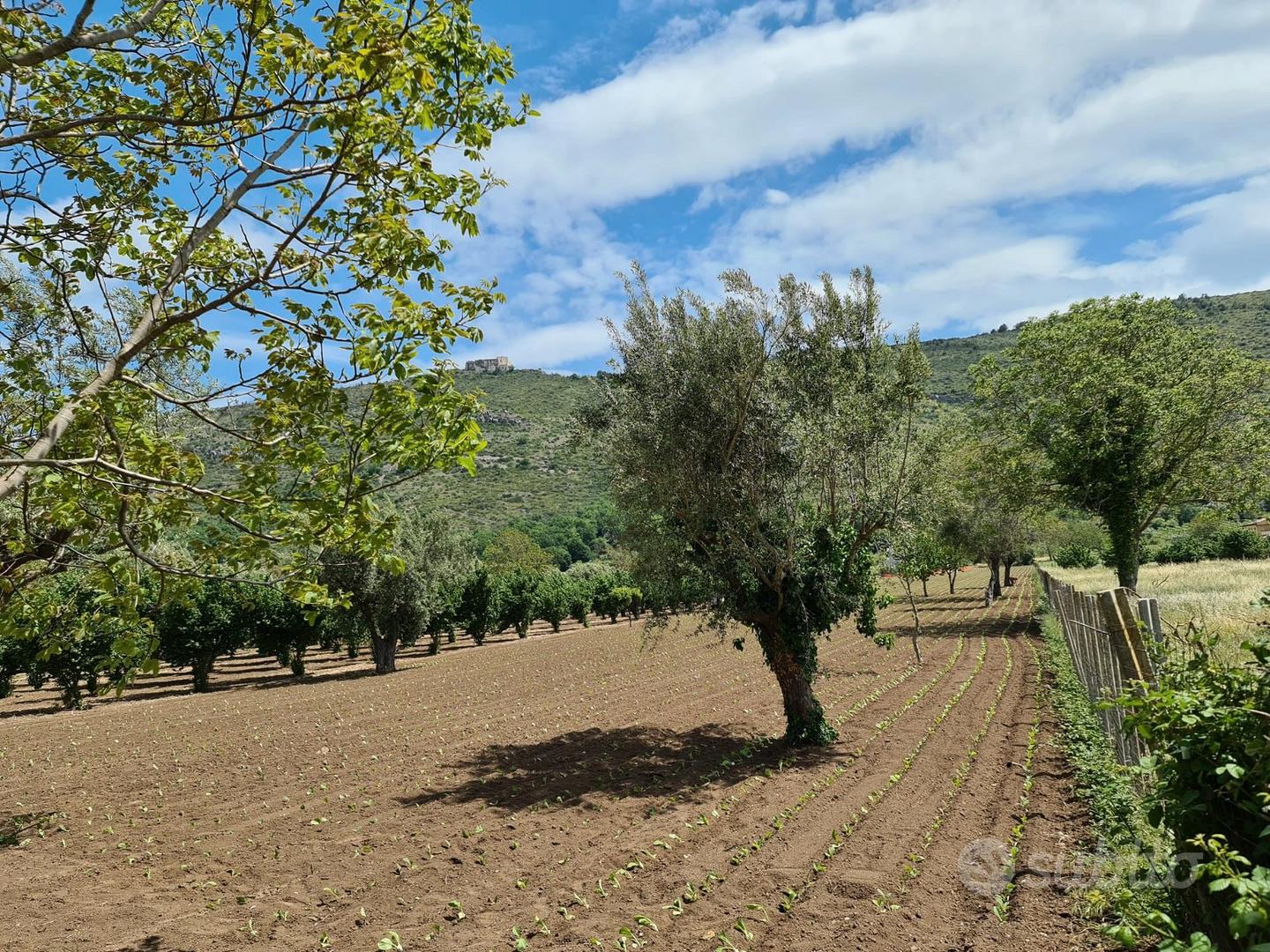 Terreno agricolo 4897 mq - bellona - Vista 4