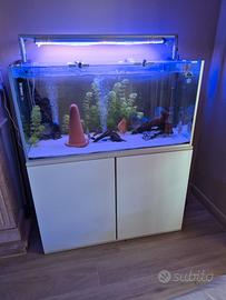 Acquario con discus