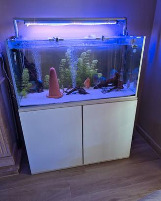 Acquario con discus
