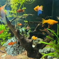 Pesci tropicali acquario