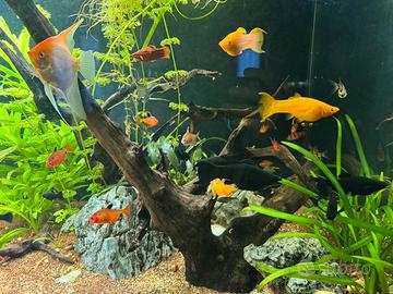 Pesci tropicali acquario