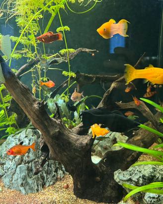 Pesci tropicali acquario