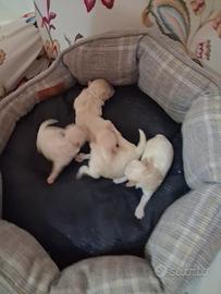 Disponibili Maltipoo toy