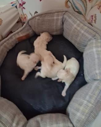 Disponibili Maltipoo toy