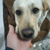 Labrador cucciola