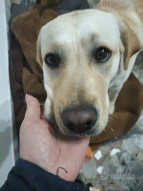 Labrador cucciola