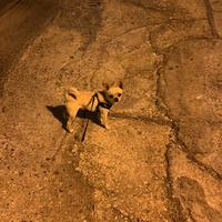Chihuahua maschio