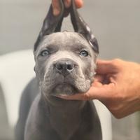 Cuccioli cane corso grigi