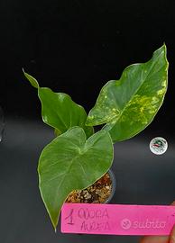 Alocasia Odora Aurea