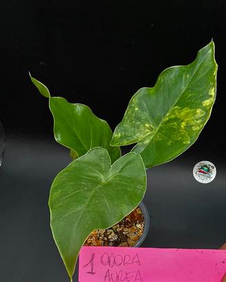 Alocasia Odora Aurea