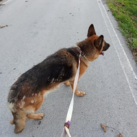 Cane pastore tedesco